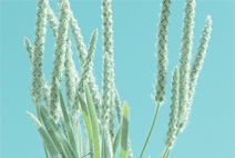 在线手机号轰炸软件